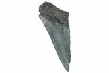 Partial Fossil Megalodon Tooth - South Carolina #277441-1